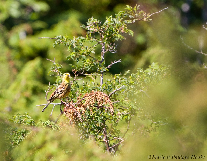Bruant jaune 8978_wm.jpg - Bruant jaune, Emberiza citrinella, Yellowhammer (Suède, juin 2011)